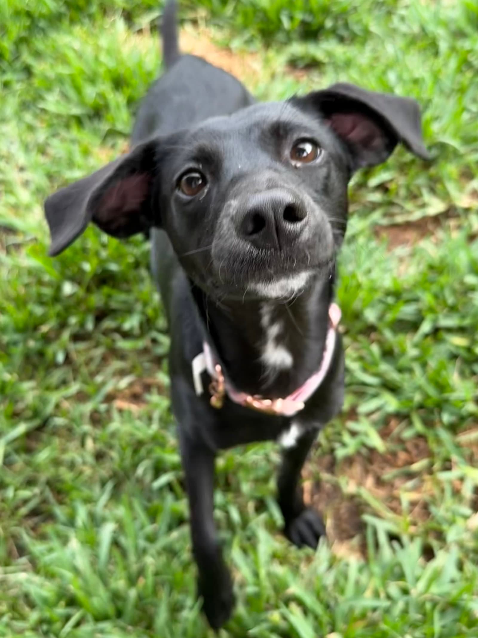 Marigold - Italian Greyhound