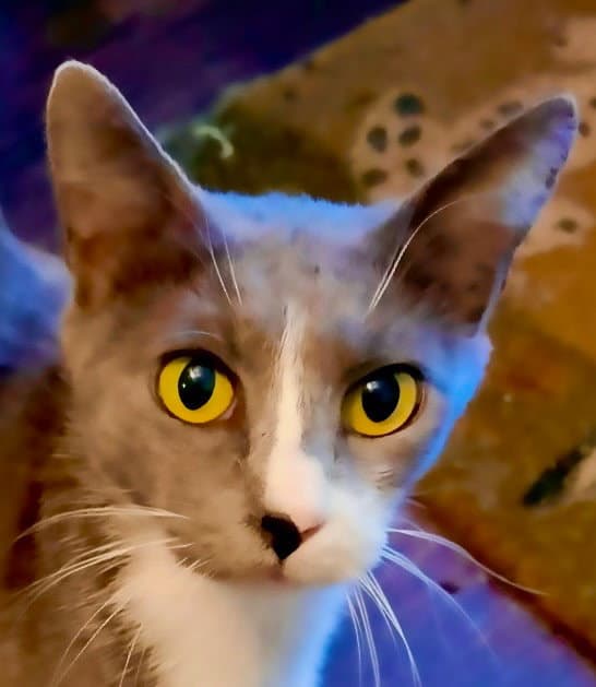 Mamacita - Domestic Short Hair