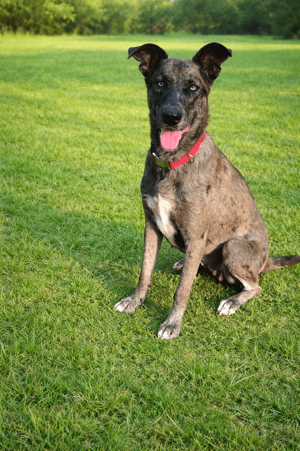 Jessie - Great Dane