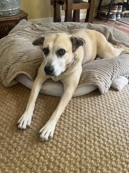 Maggie image 1
