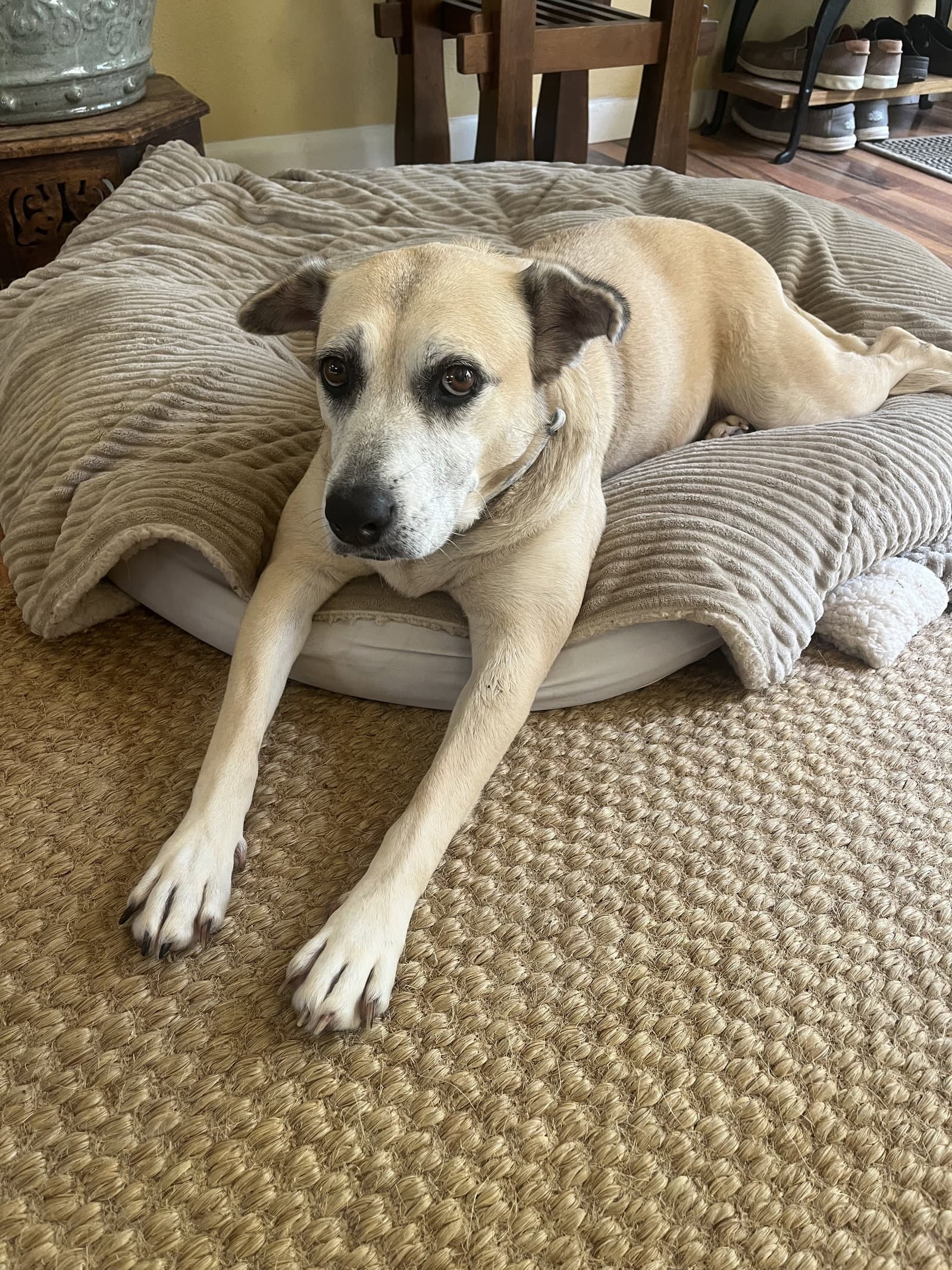 Maggie - Labrador Retriever