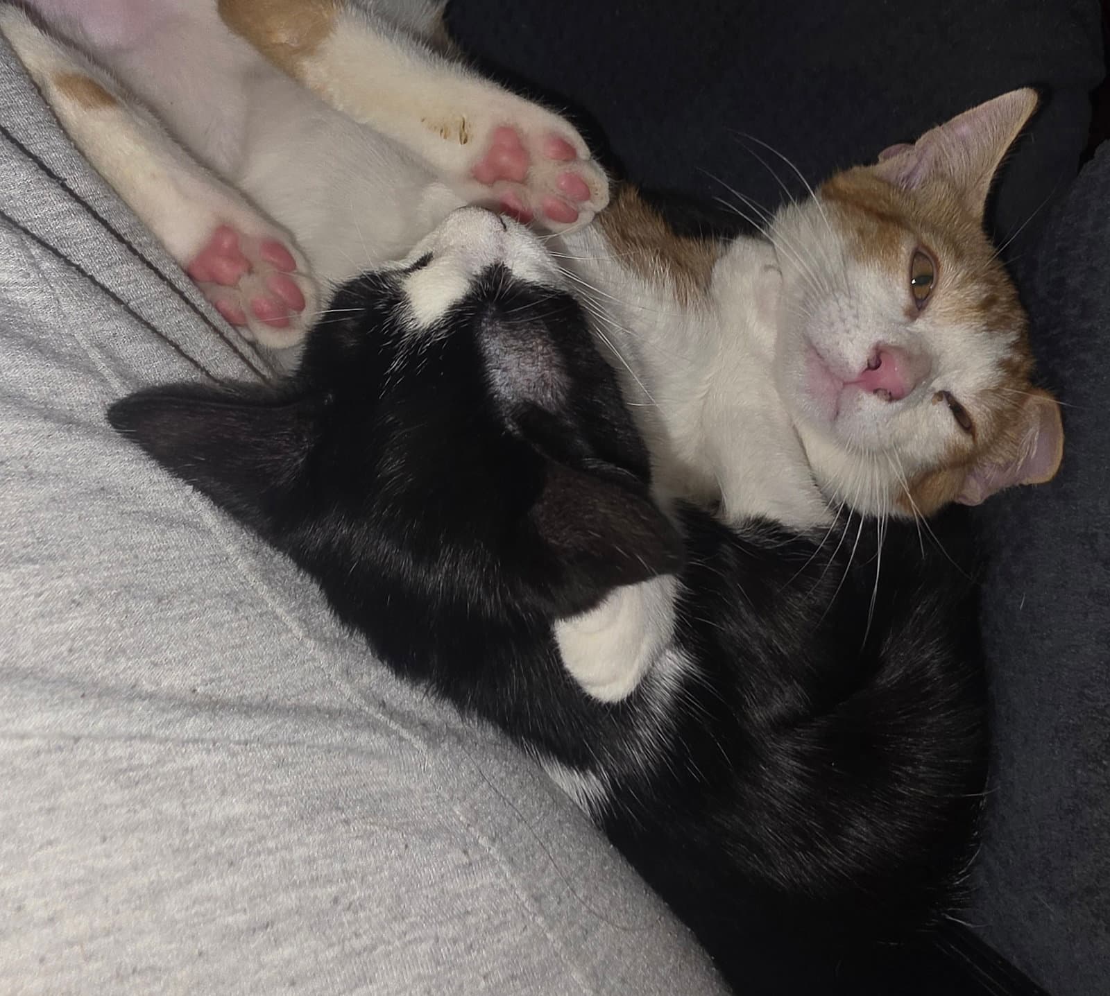 Havana - Domestic Short Hair