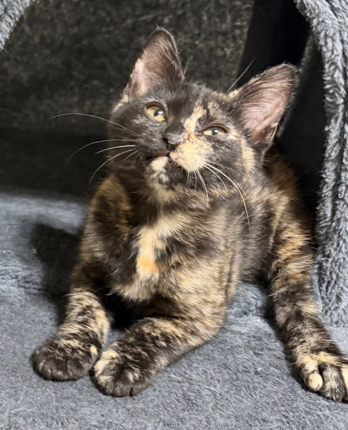 Ripley - Domestic Short Hair