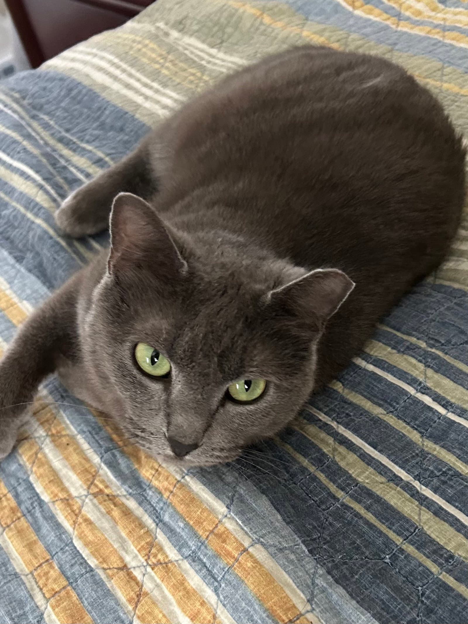 Smokey - Domestic Short Hair