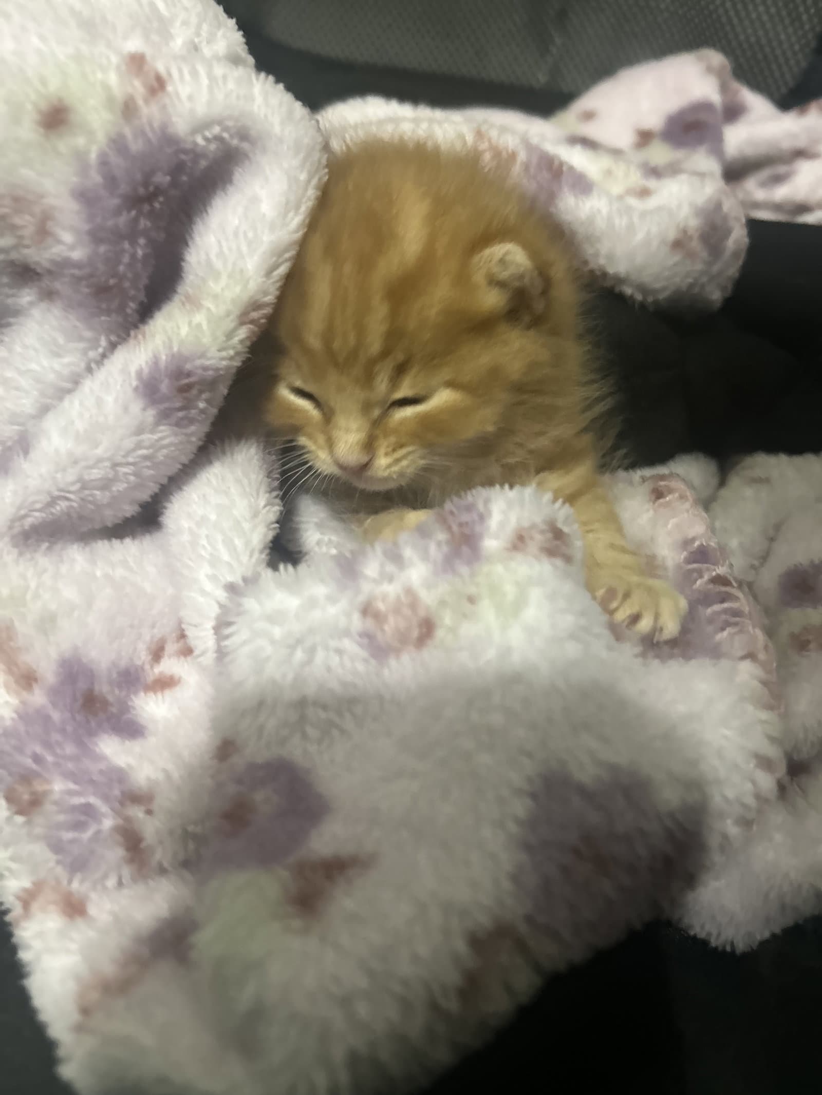 Ludo - Domestic Short Hair