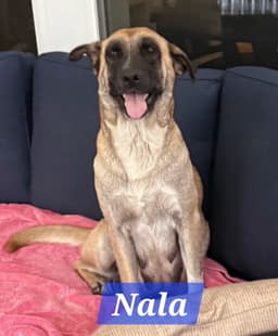 Nala image 1