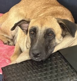 Nala image 2