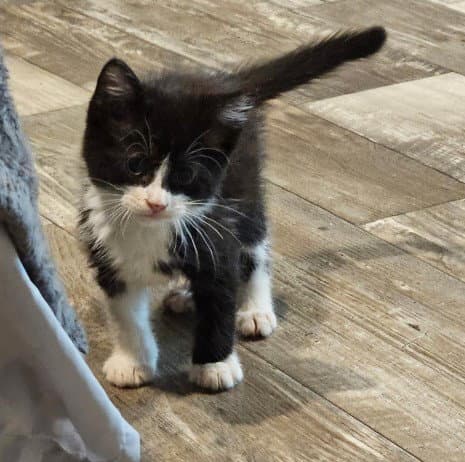 Fern - Domestic Short Hair