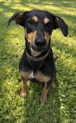Gemma image 1