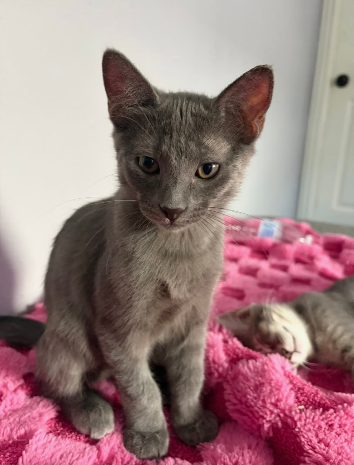 Willa - Domestic Short Hair