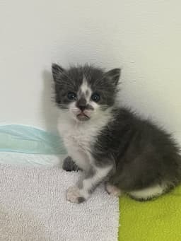 Finley image 4