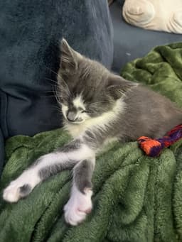 Finley image 2