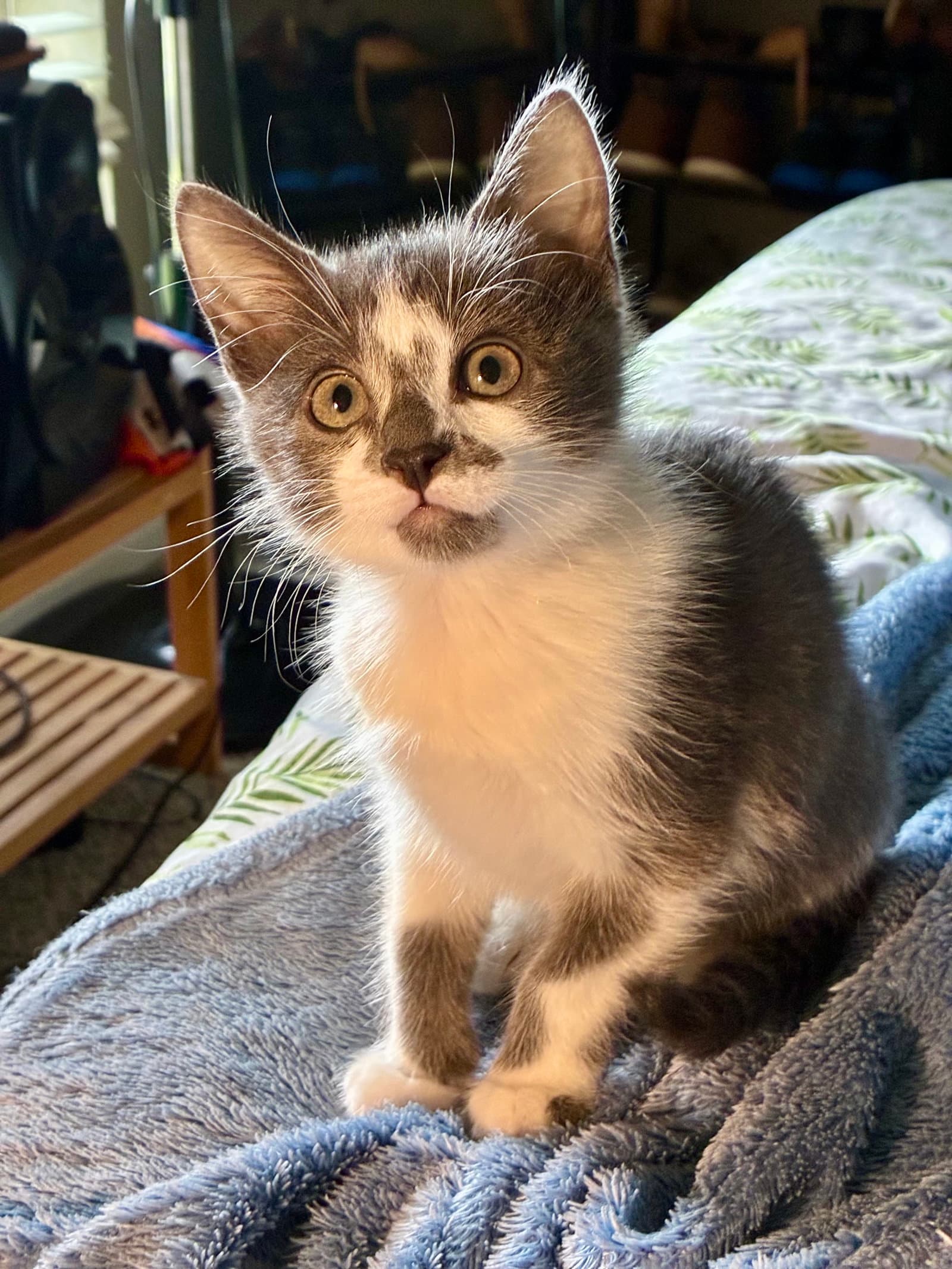 Finley - Domestic Short Hair