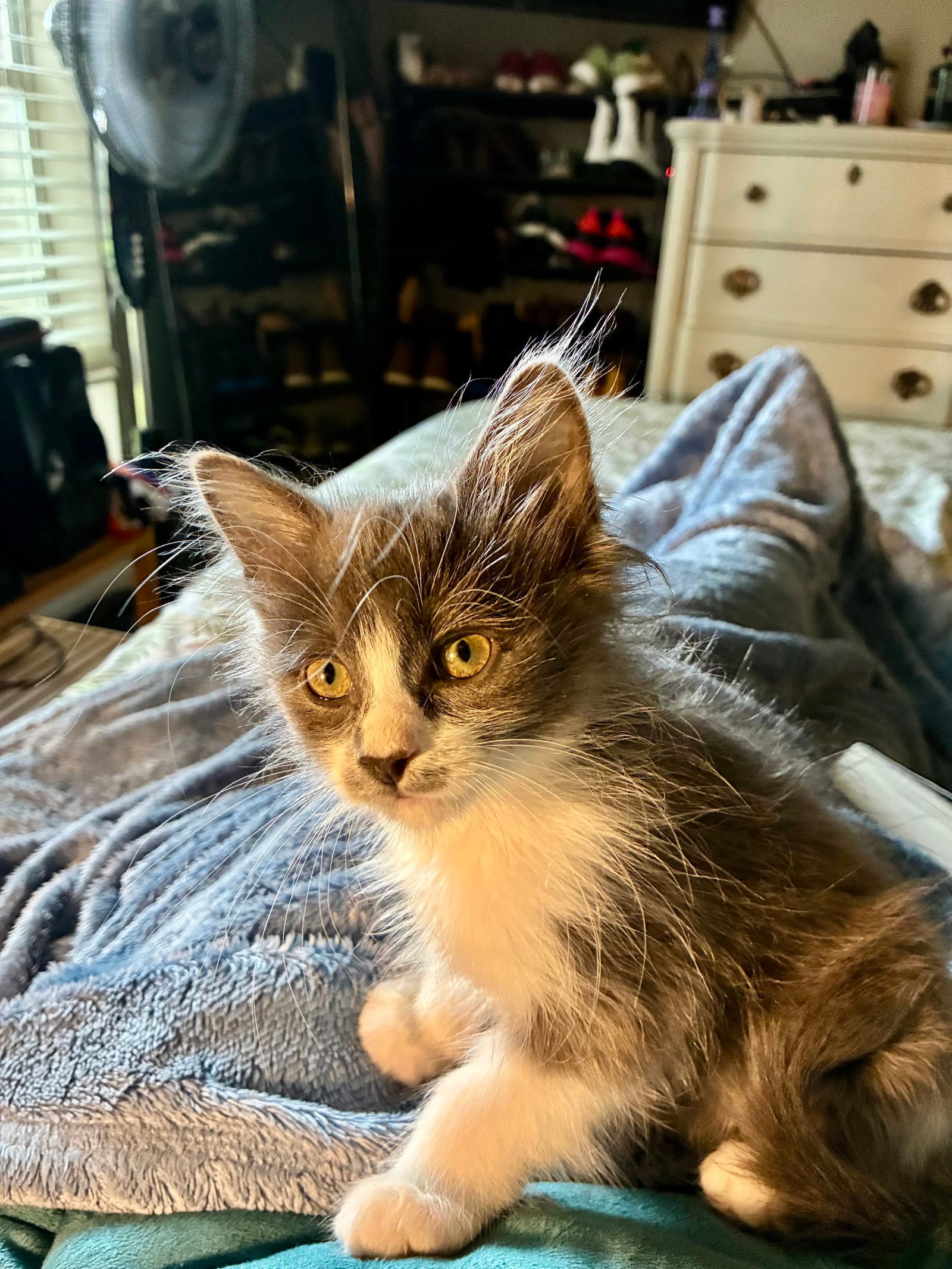Nemo - Domestic Long Hair