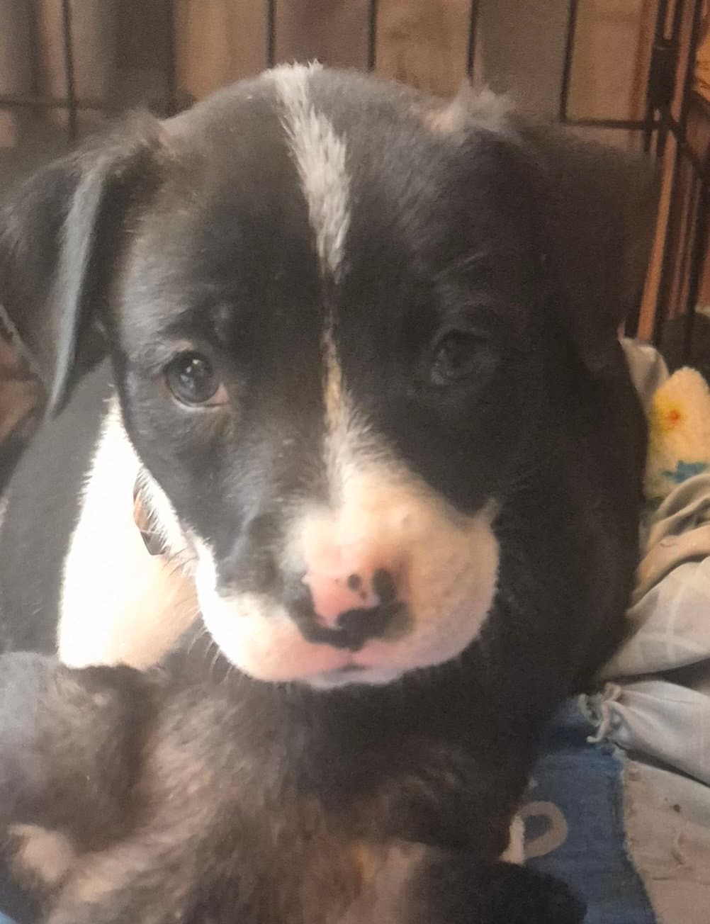 Henrietta - Labrador Retriever