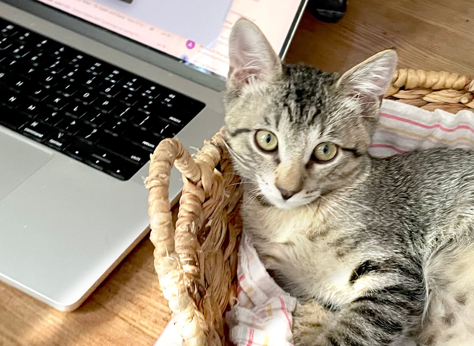 Percival - Domestic Short Hair