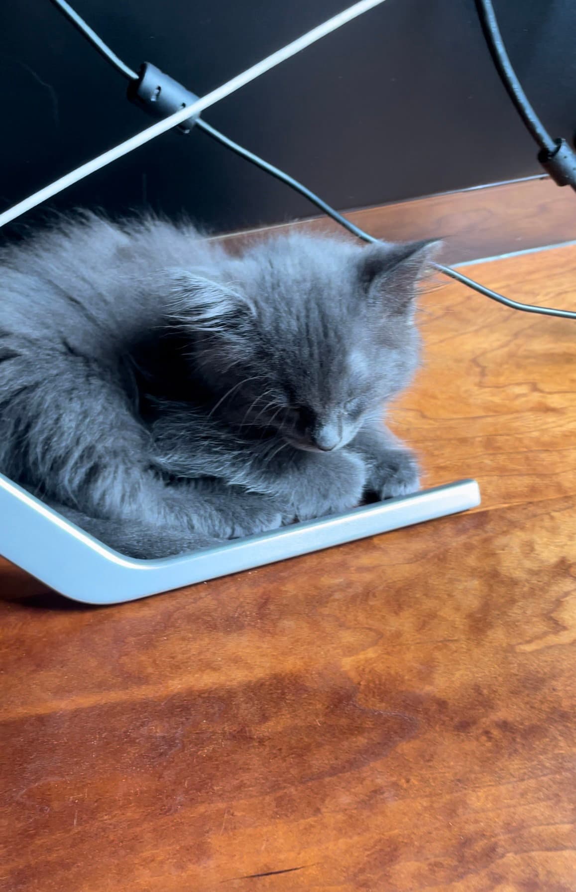 Yves - Domestic Short Hair
