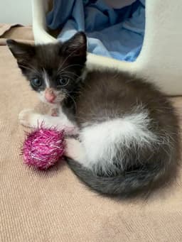 Biscuit image 2