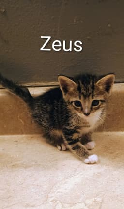 Zeus image 1