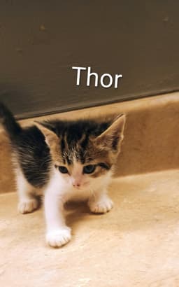 Thor image 1