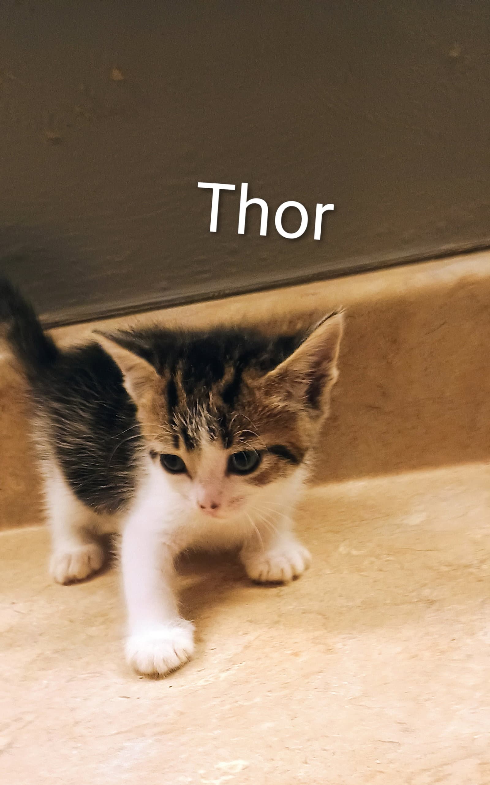 Thor - Domestic Short Hair