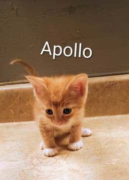 Apollo image 1