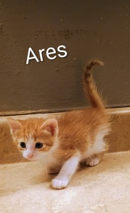 Ares image 1