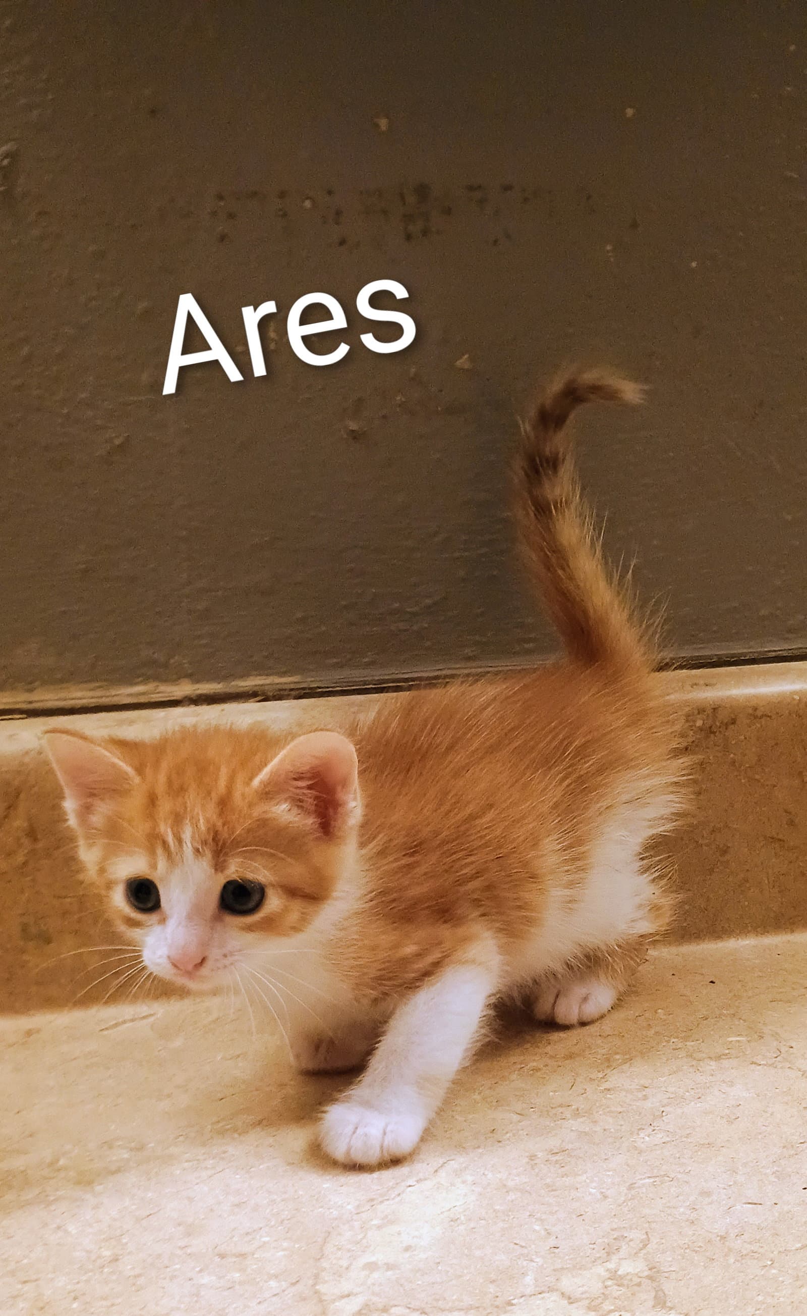 Ares - Domestic Short Hair