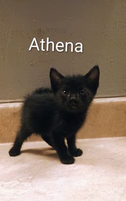 Athena image 1