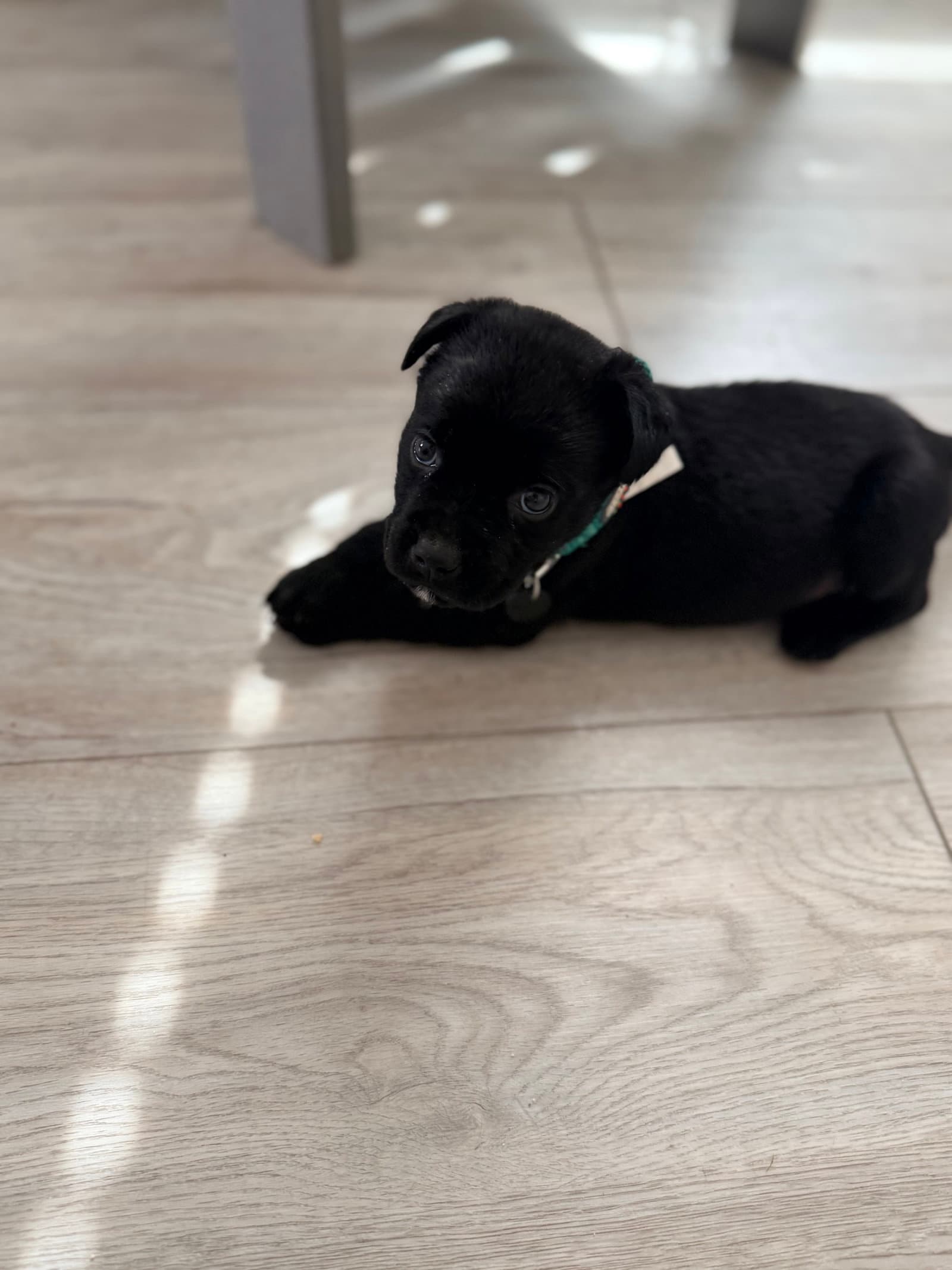 Vilma - Chocolate Labrador Retriever