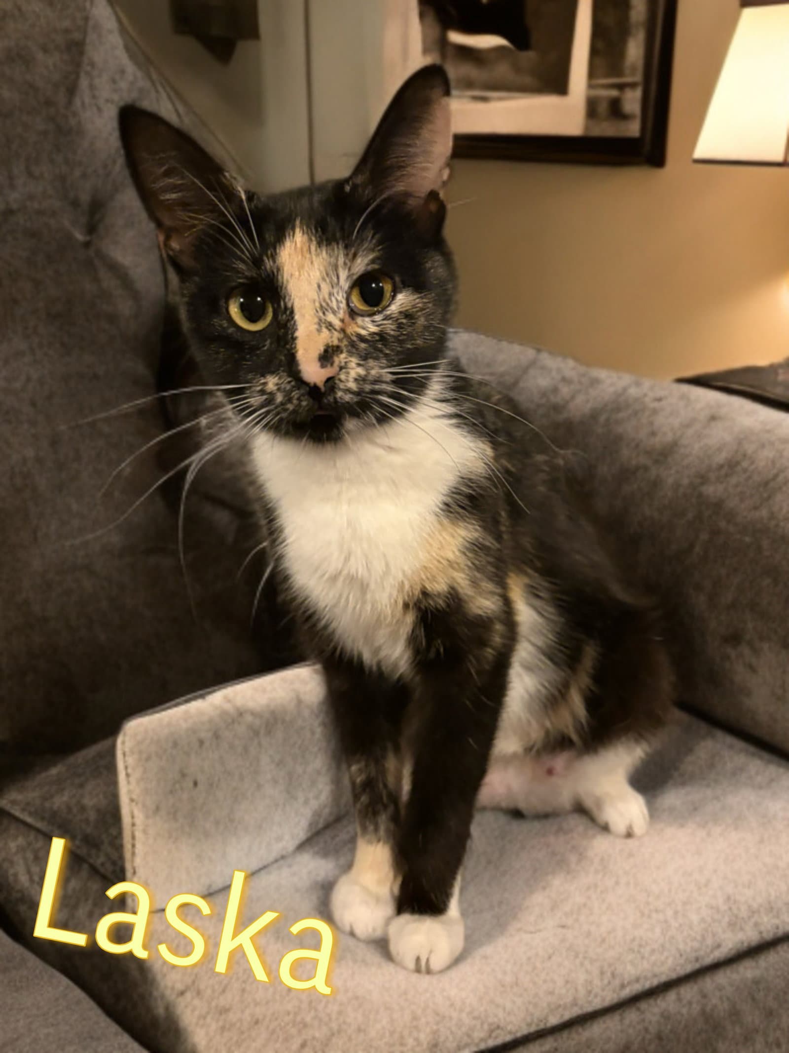 Laska - Domestic Short Hair