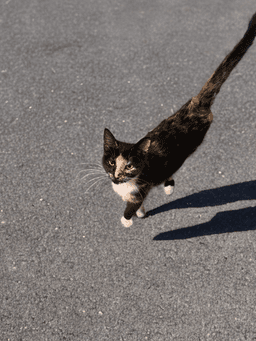 Laska image 2