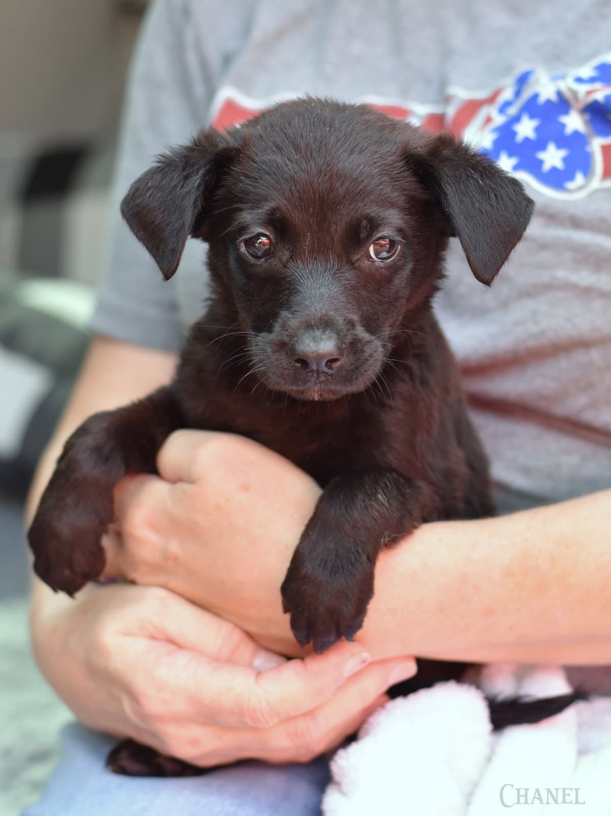 Chanel Gabrielle - Dachshund
