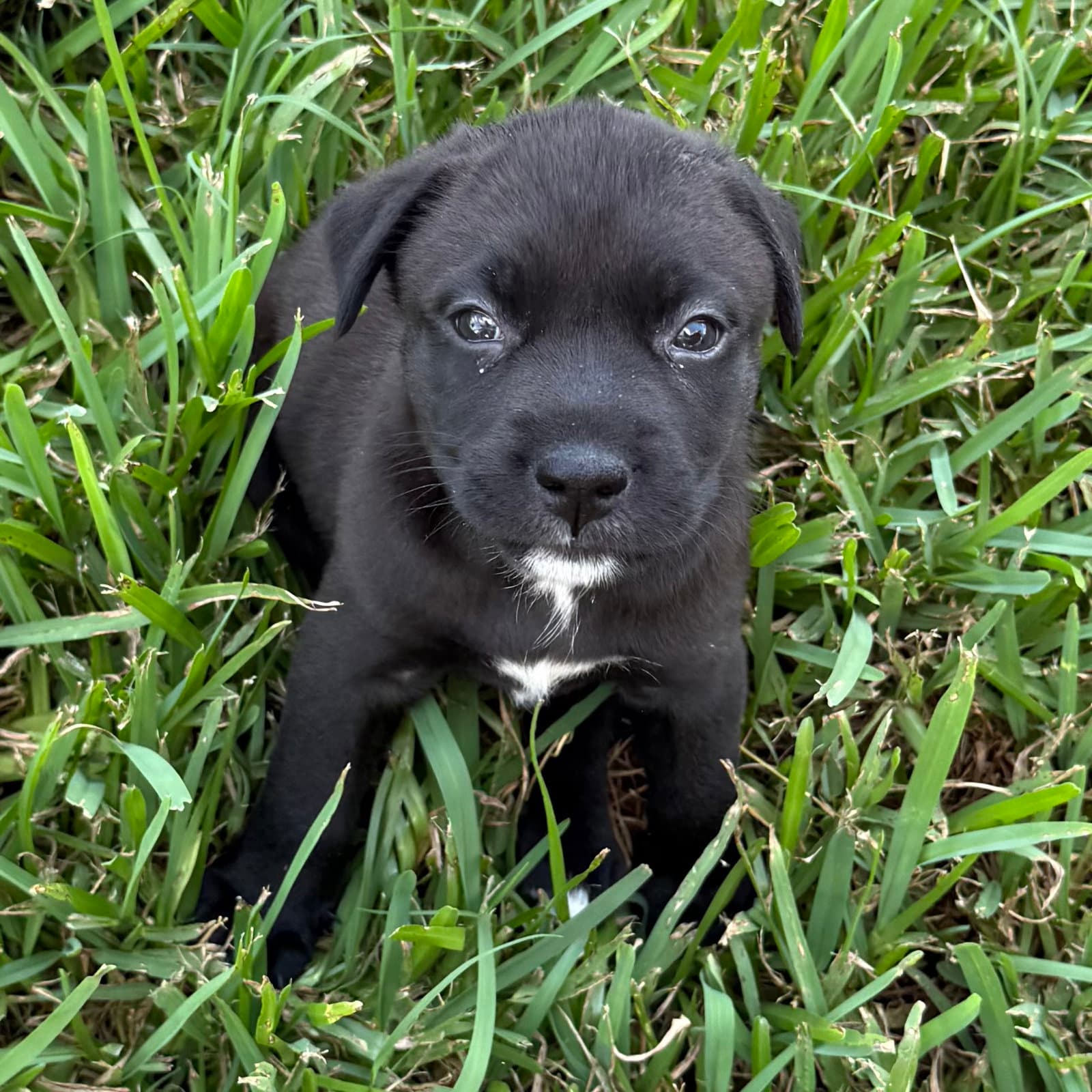 Harmony - Labrador Retriever