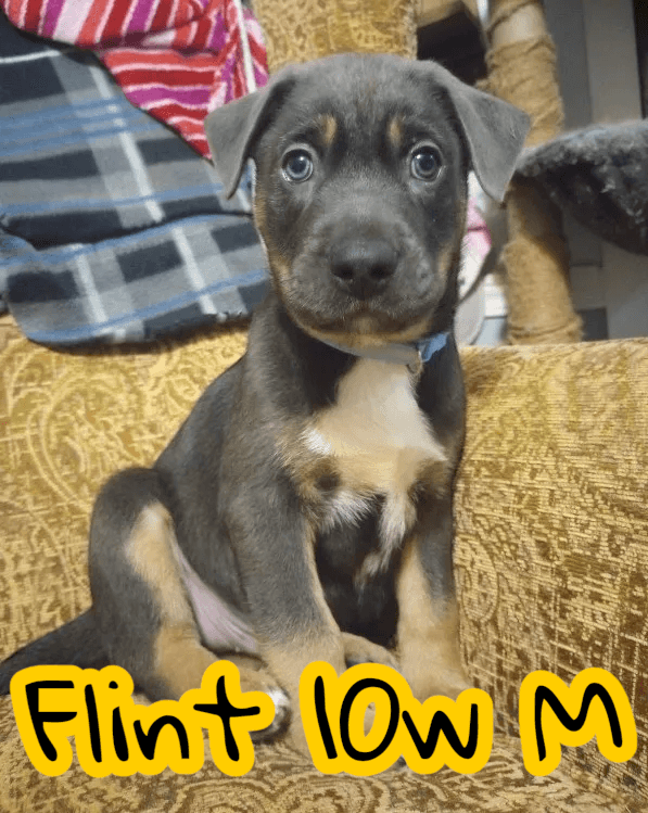 Flint - Labrador Retriever