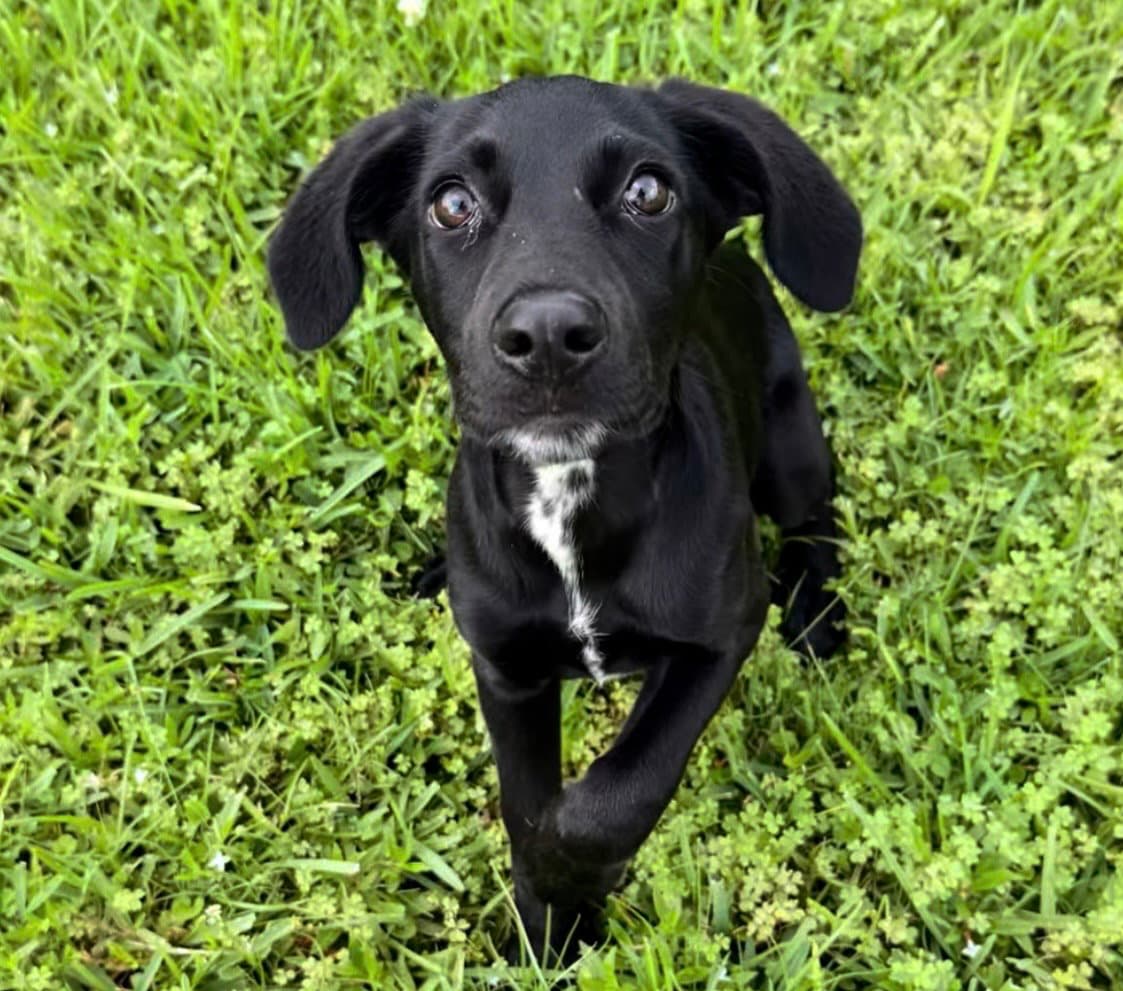 Claire Bear - Labrador Retriever