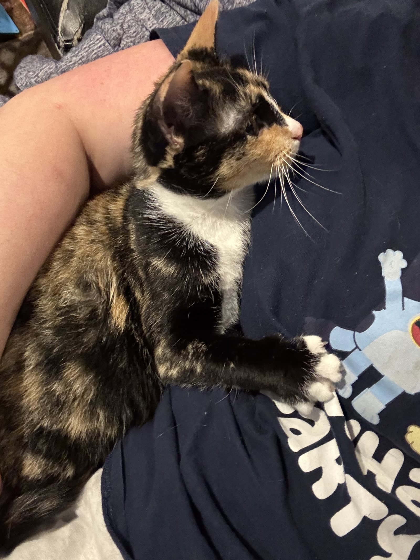 Motley - Calico