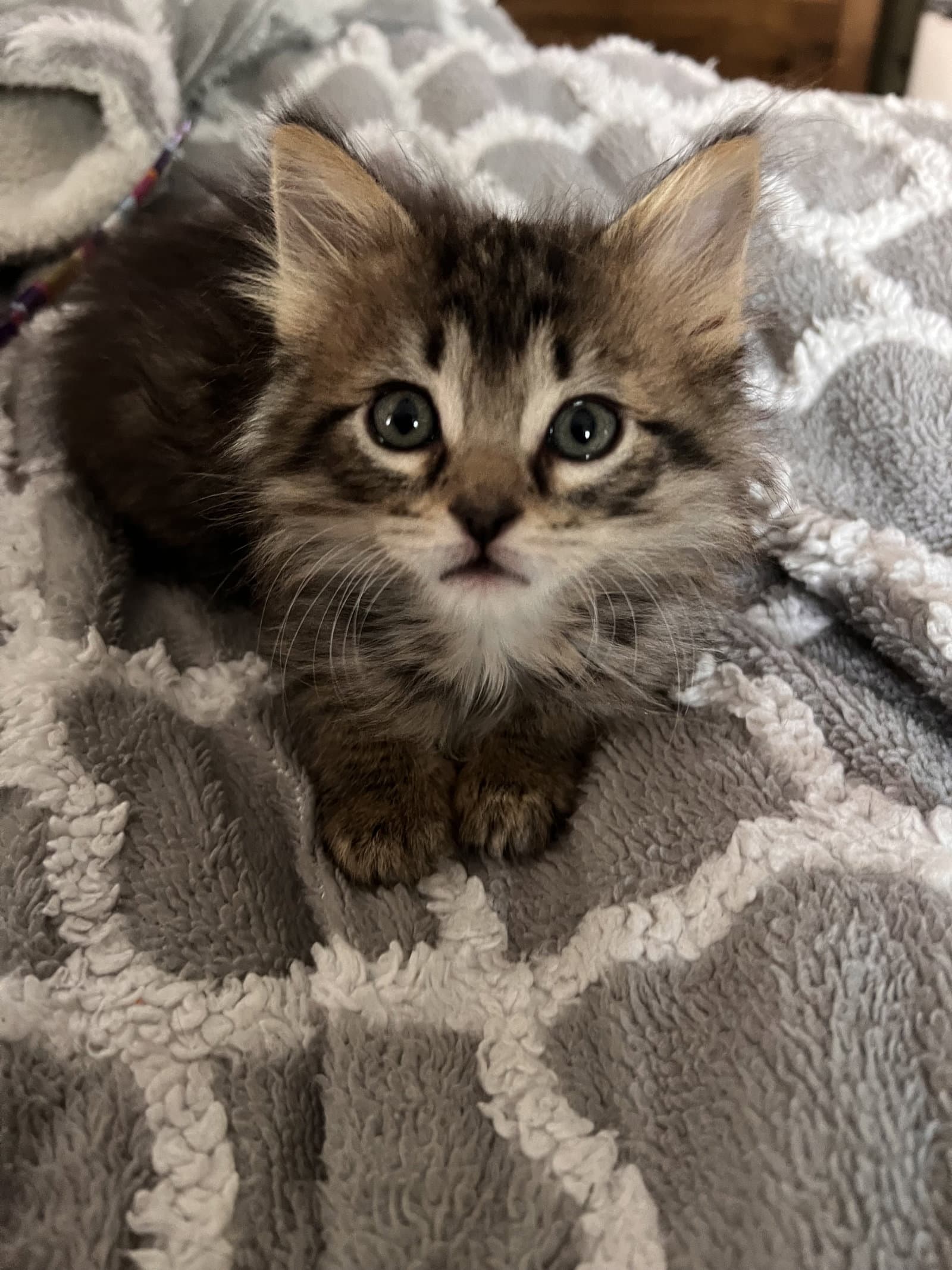 Dopey - Domestic Short Hair