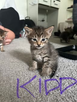 Kidd image 1