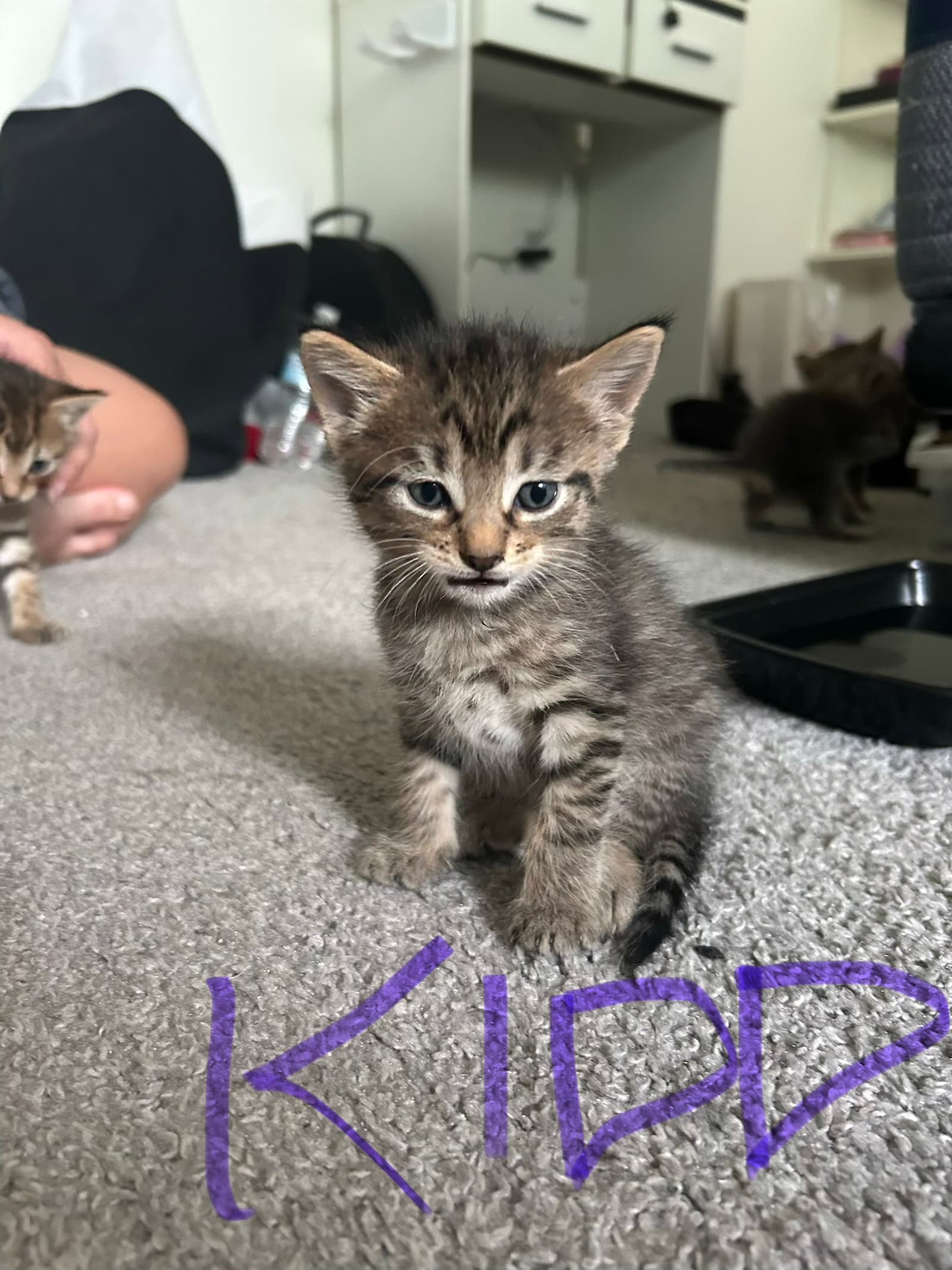 Kidd - Domestic Short Hair