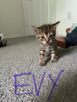 Evy image 1