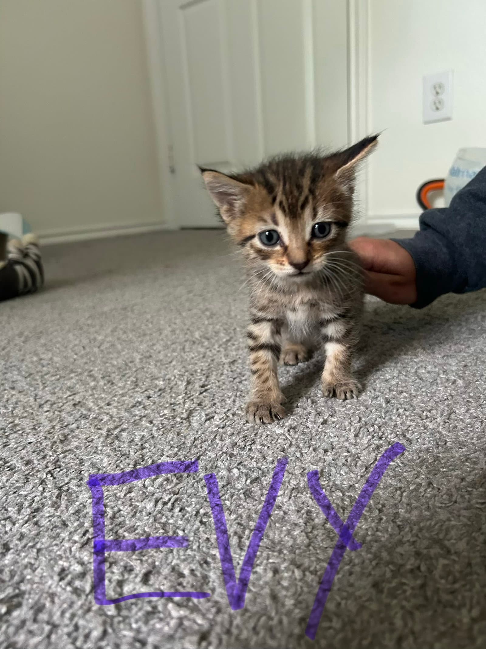 Evy - Domestic Short Hair