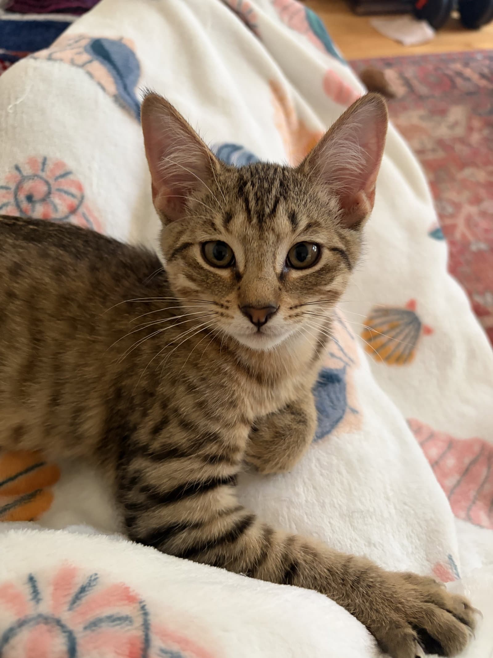 Trout - Domestic Short Hair