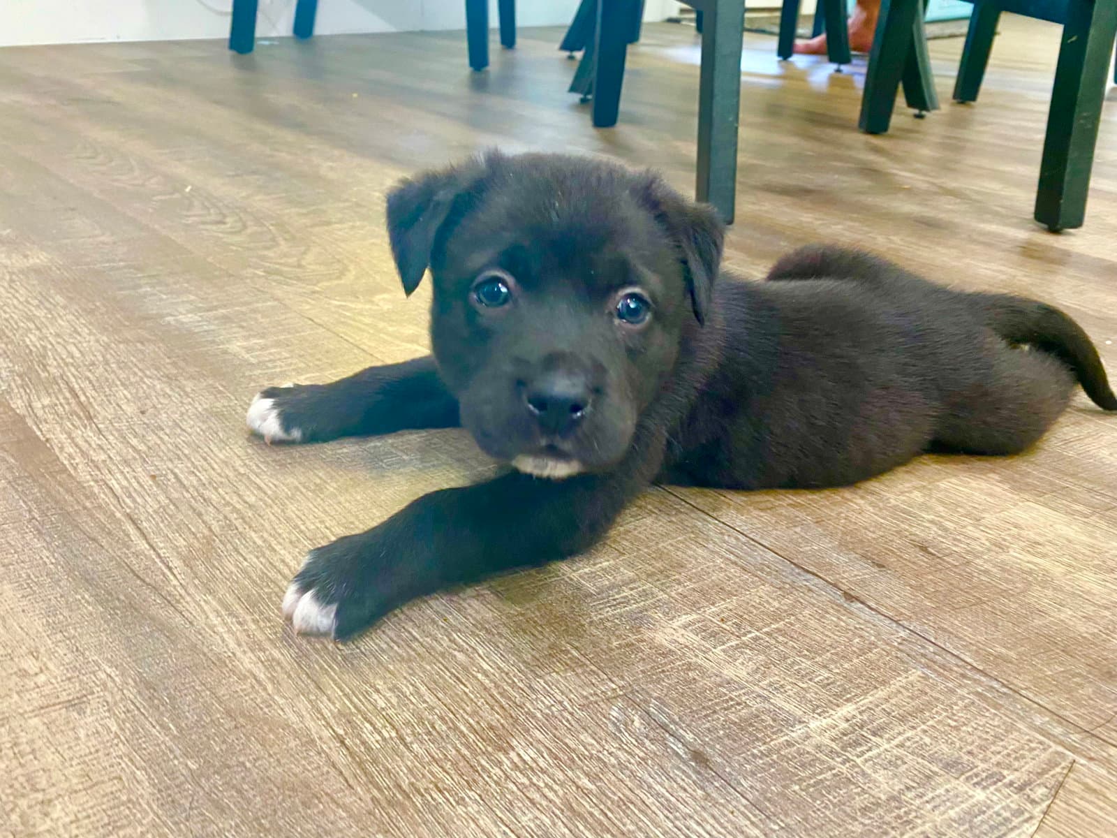 Atlas - Labrador Retriever