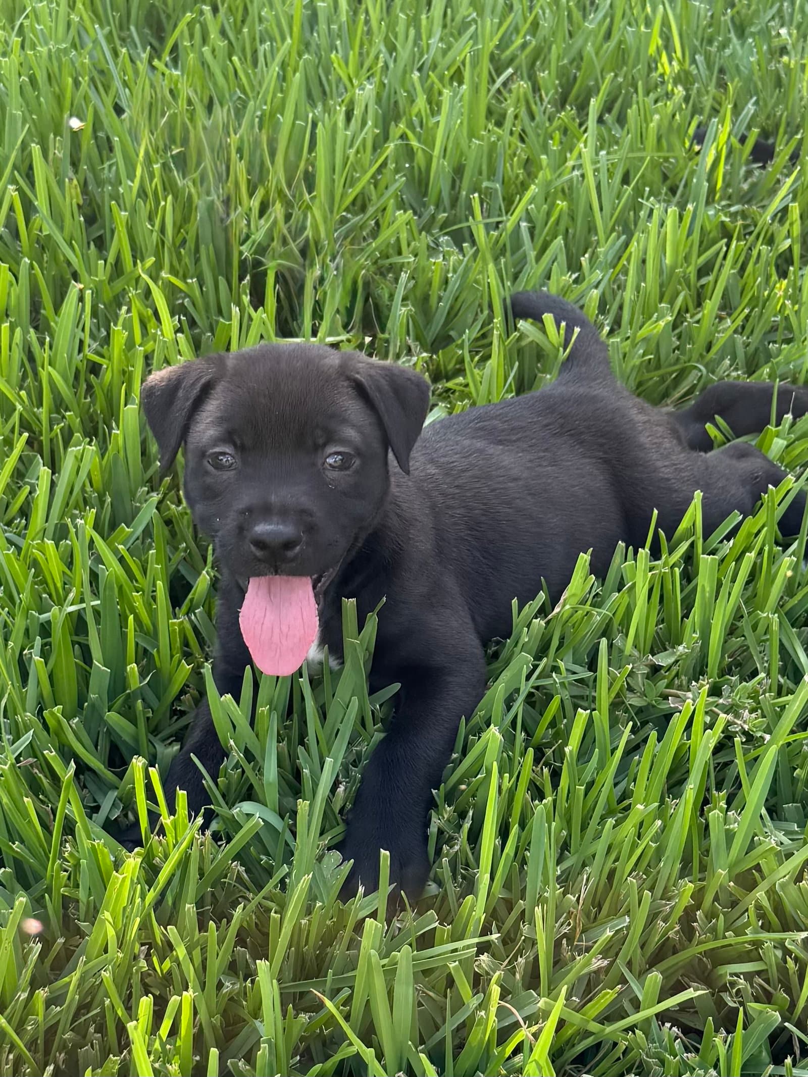 Iris - Labrador Retriever
