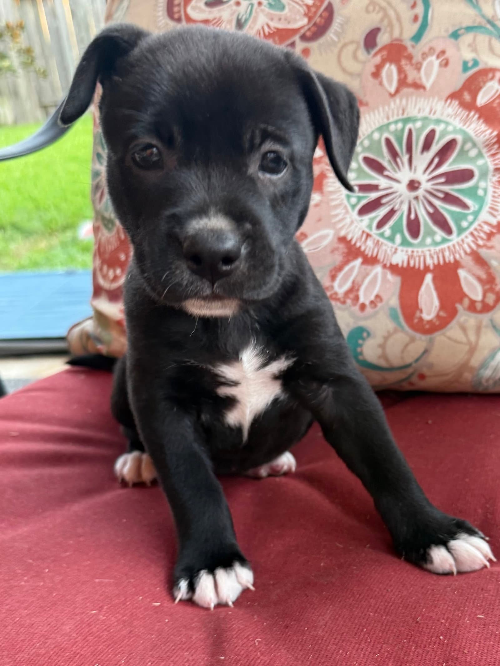 Selene - Labrador Retriever