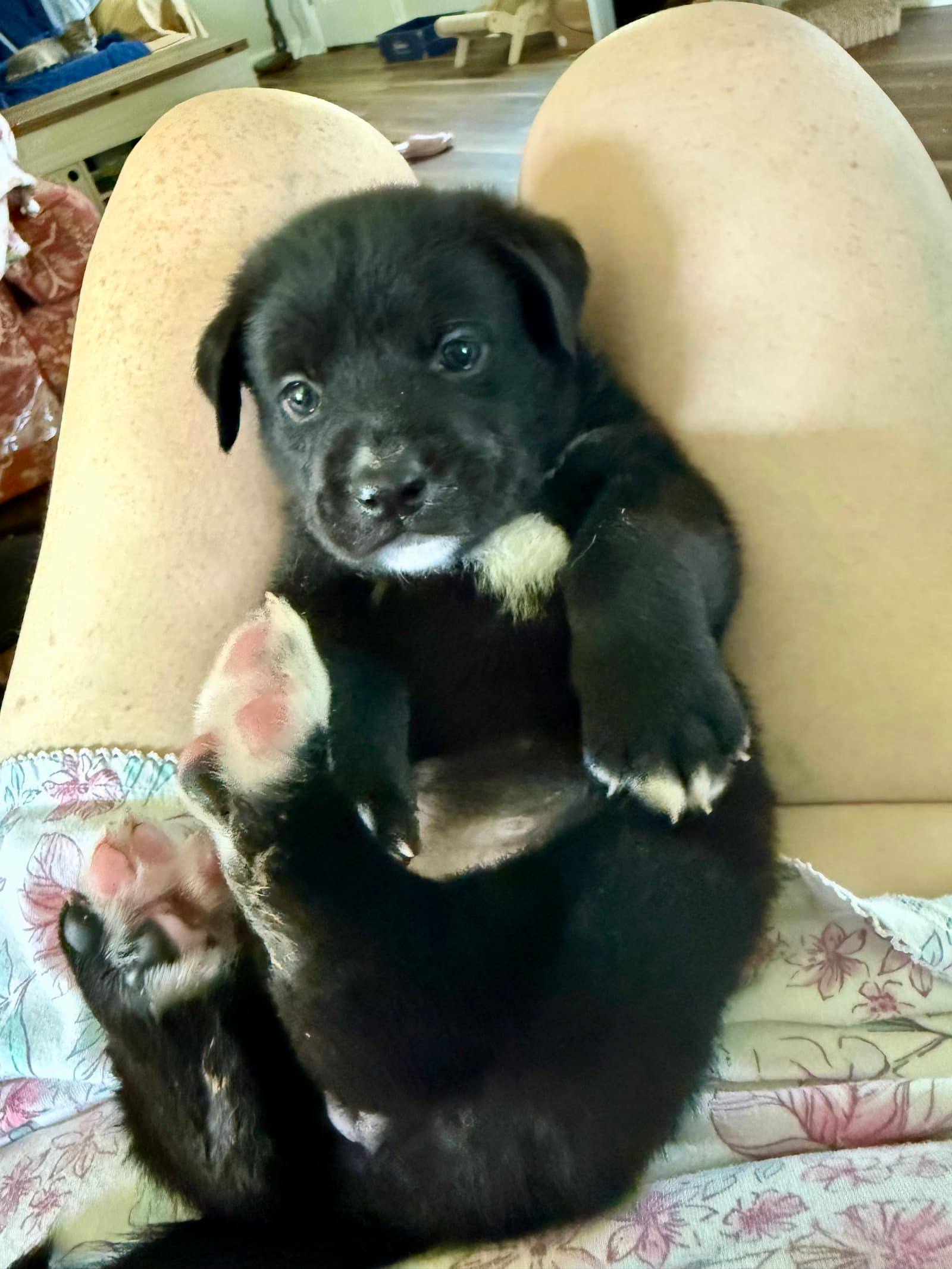 Nyx - Labrador Retriever