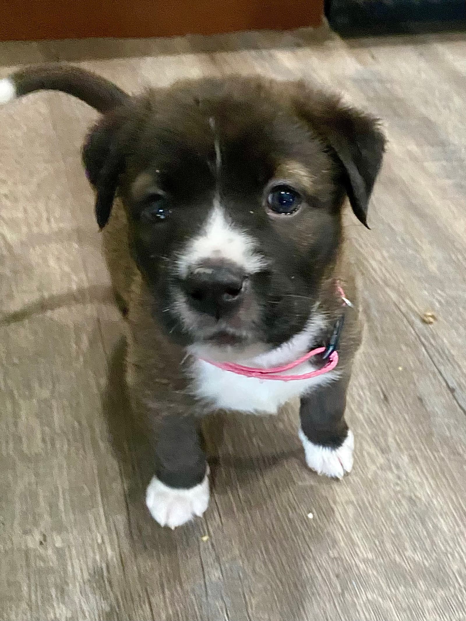 Cocoa - Labrador Retriever