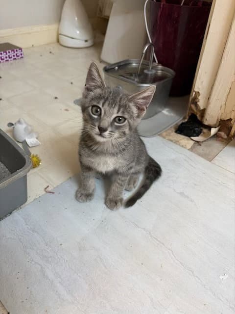 Kingsford - Domestic Short Hair