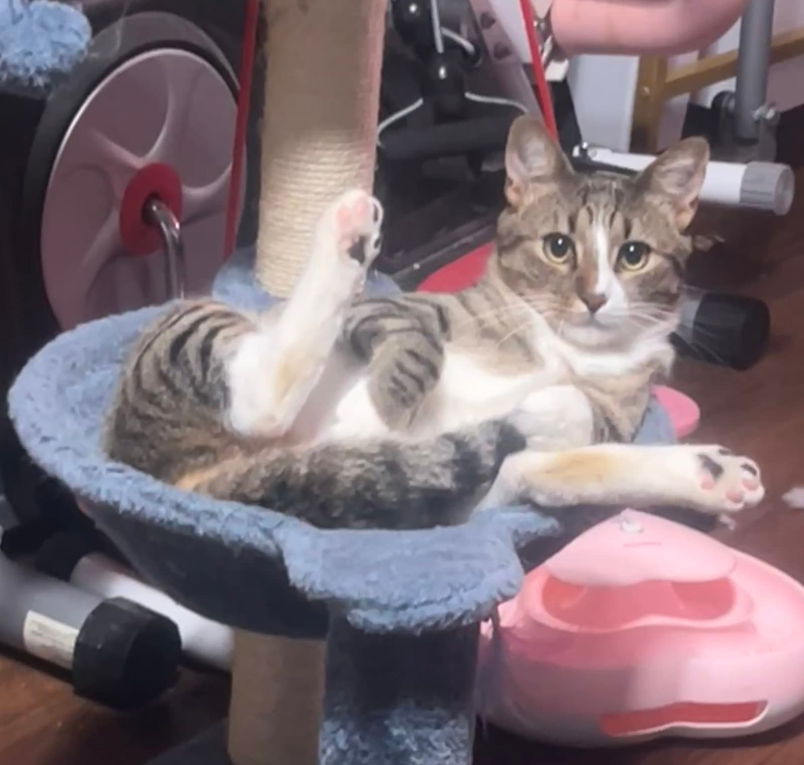 Ayvie - Domestic Short Hair
